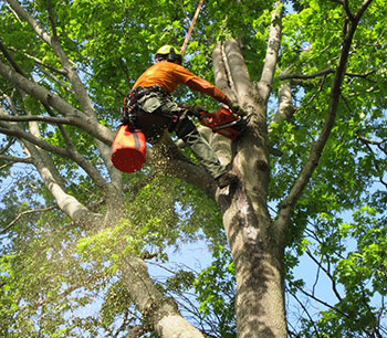 Tree Service