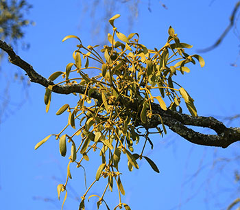 Mistletoe Removal